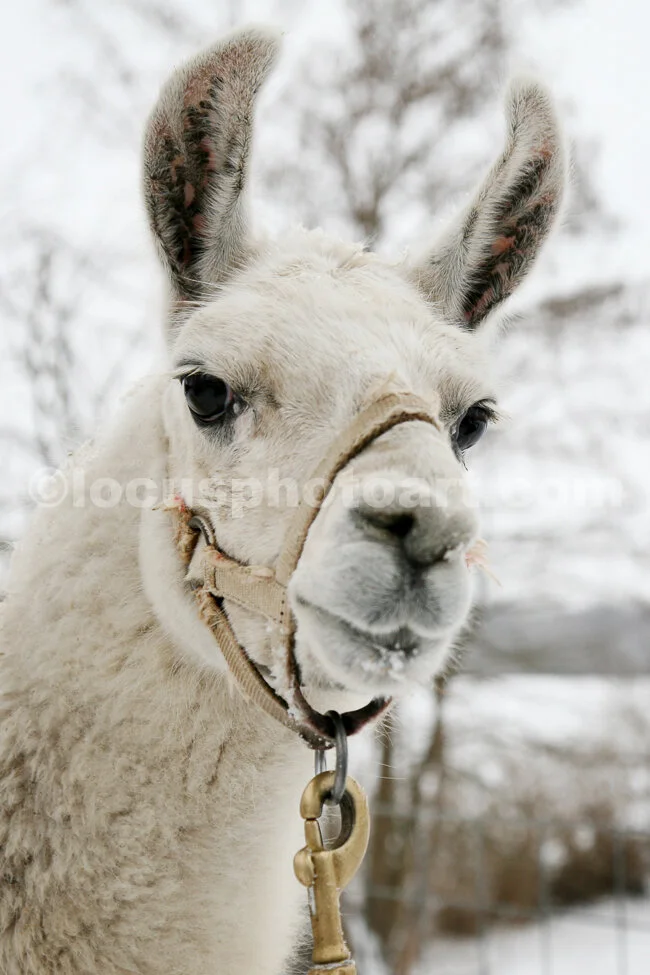 J15_Llama_Face_6271.jpg