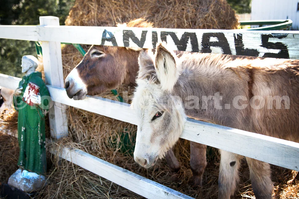 J15_Donkeys_with_St._Francis_8612.jpg