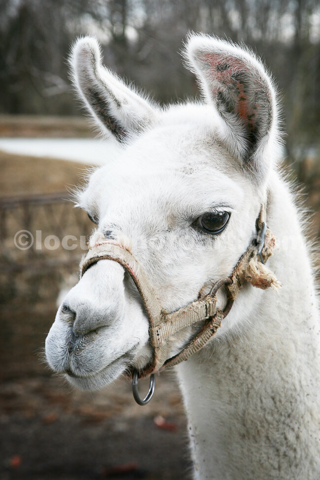 J16_Abbie_the_Llama_0383.jpg