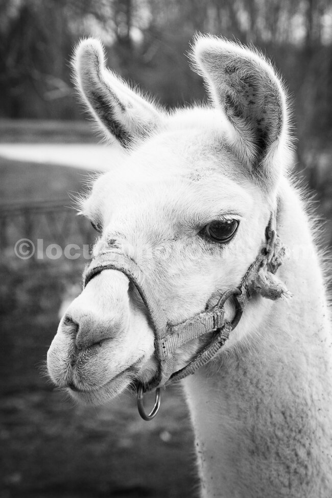 J16_Abbie_the_Llama_0383_BW.jpg