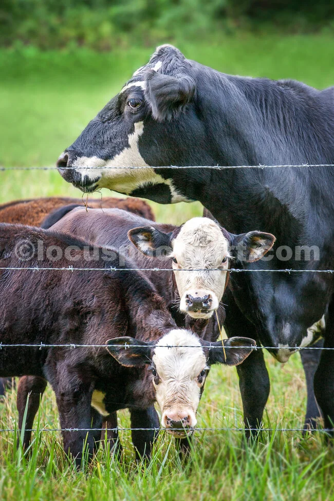J16_Cow_Family_Trio_9139.jpg