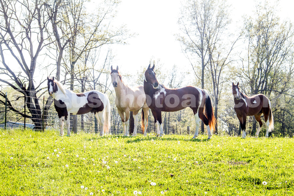 J16 Four Horses 7380ret.jpg