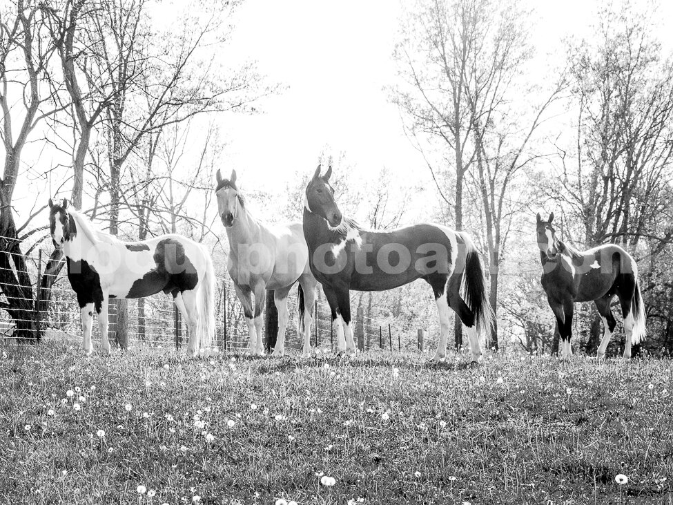 J16 Four Horses 7380 RetBW.jpg