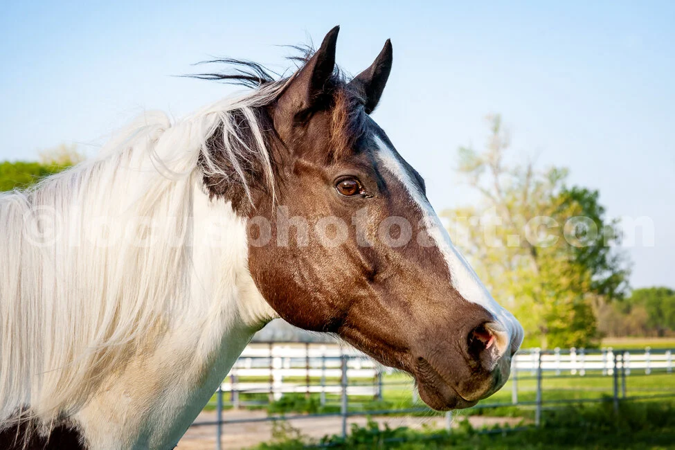 M16_Horse_Close-Up_2541.jpg