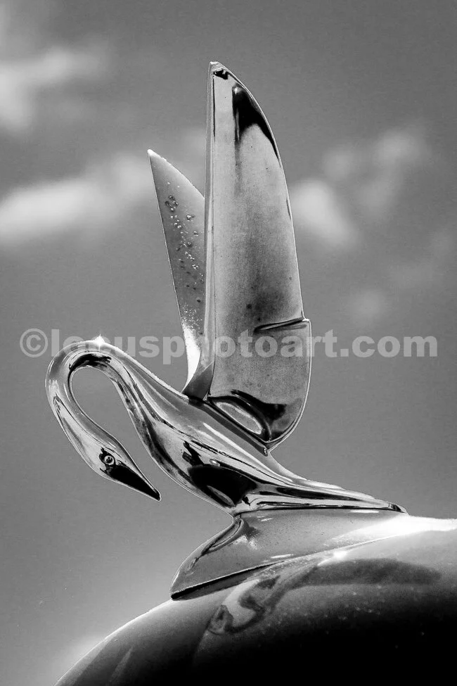 J16_Graceful_Hood_Ornament_0641_BW.jpg