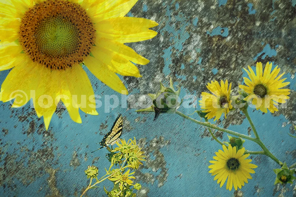 Sunflower_Abstract.jpg