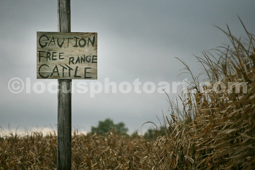 J14_Sign_Free_Range_Cattle_9922_cc.jpg