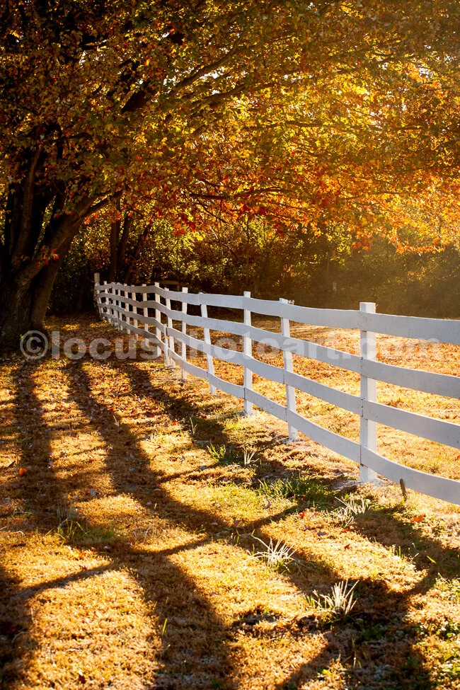 J15_Fence_and_Morning_Shadows_1510.jpg