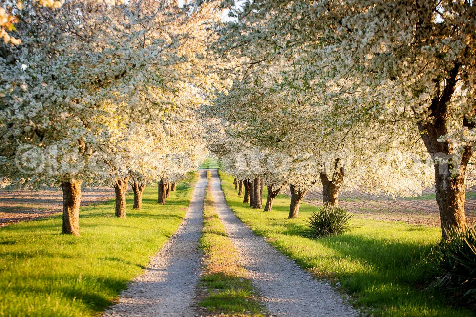 J16_Crabapples_on_Mulberry_0600.jpg