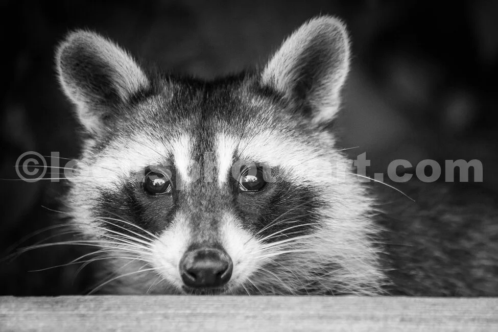 J19_Those_Big_Brown_Eyes_0139_BW.jpg