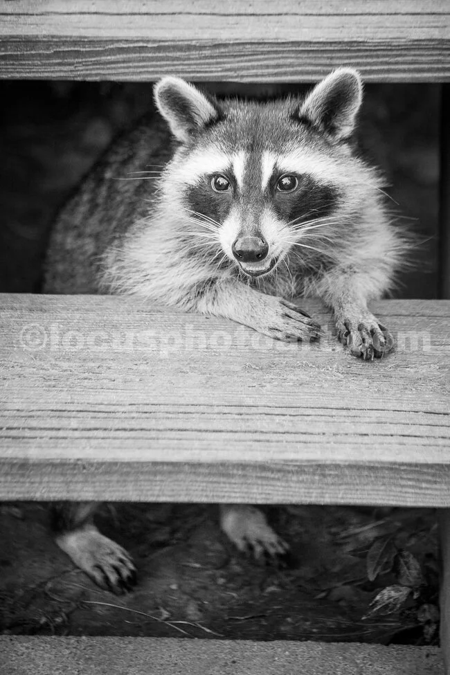 J19_Just_Deal_the_Cards_Already_0145_BW.jpg
