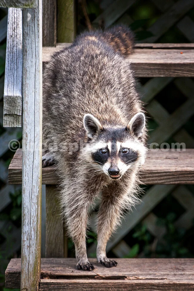 J18_Racoon_Handstand_0355.jpg