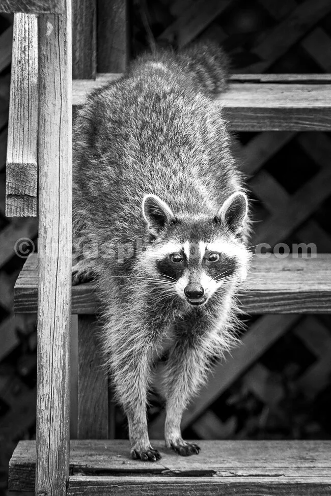 J18_Racoon_Handstand_0355_BW.jpg