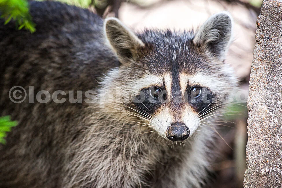J18_Peek_a_Boo_Racoon_0487.jpg