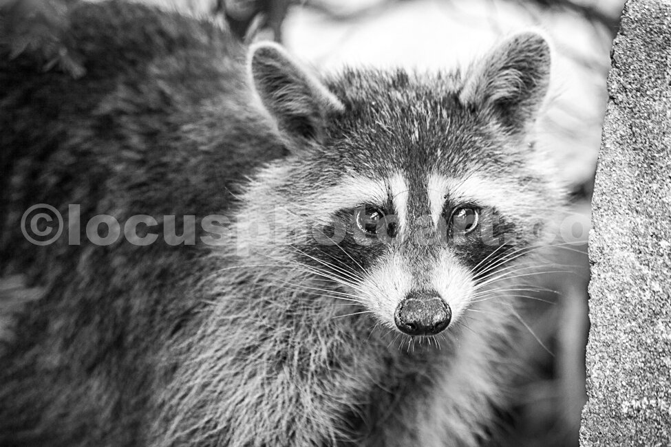J18_Peek_a_Boo_Racoon_0487_BW.jpg