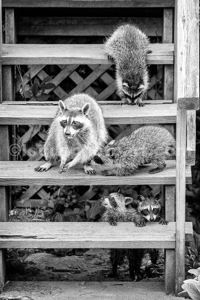 J18_Hungry_Growing_Family_0343_BW.jpg