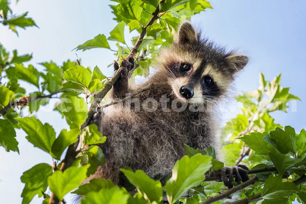 J18_Baby_s_Up_a_Tree_0527.jpg