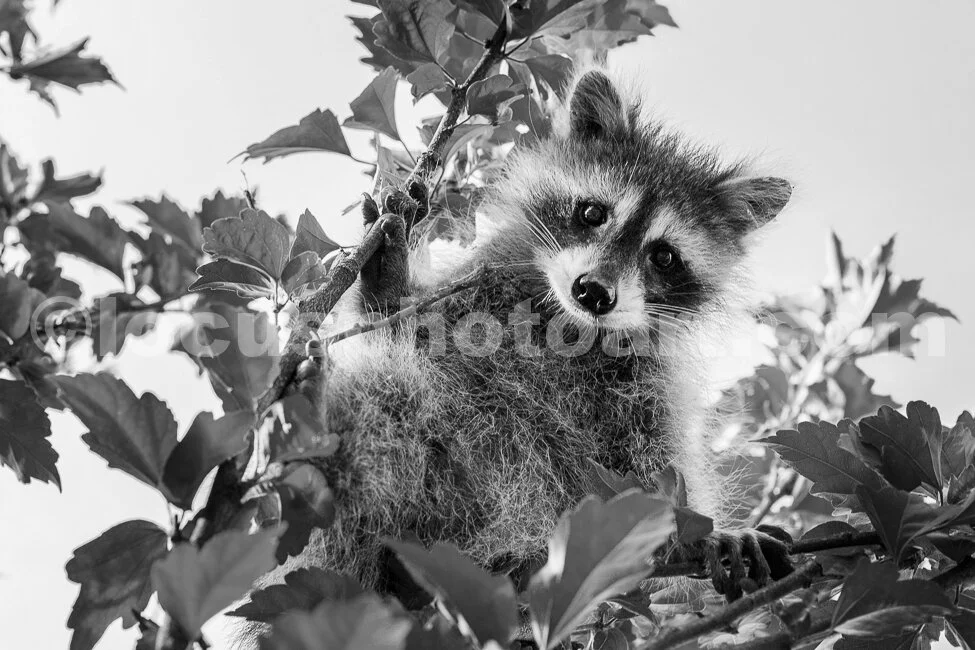 J18_Baby_s_Up_a_Tree_0527_BW.jpg
