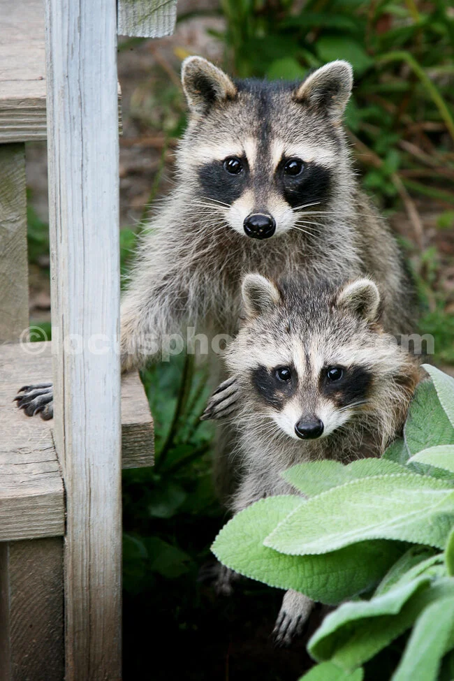 J15_Two_Racoons_6675.jpg