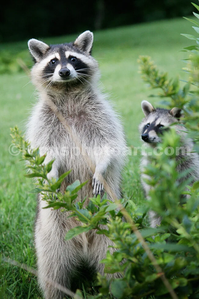 J15_Two_More_Racoons_6744.jpg