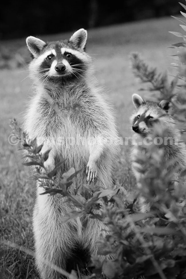 J15_Two_More_Racoons_6744_BW.jpg