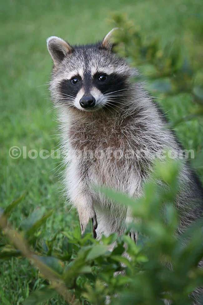 J15_Racoon_Standing_6738.jpg