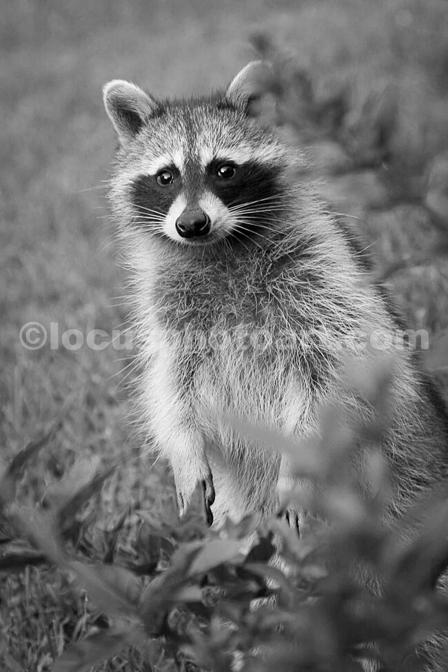 J15_Racoon_Standing_6738_BW.jpg