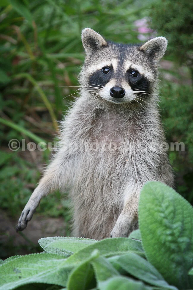 J15_Racoon_Standing_6695.jpg