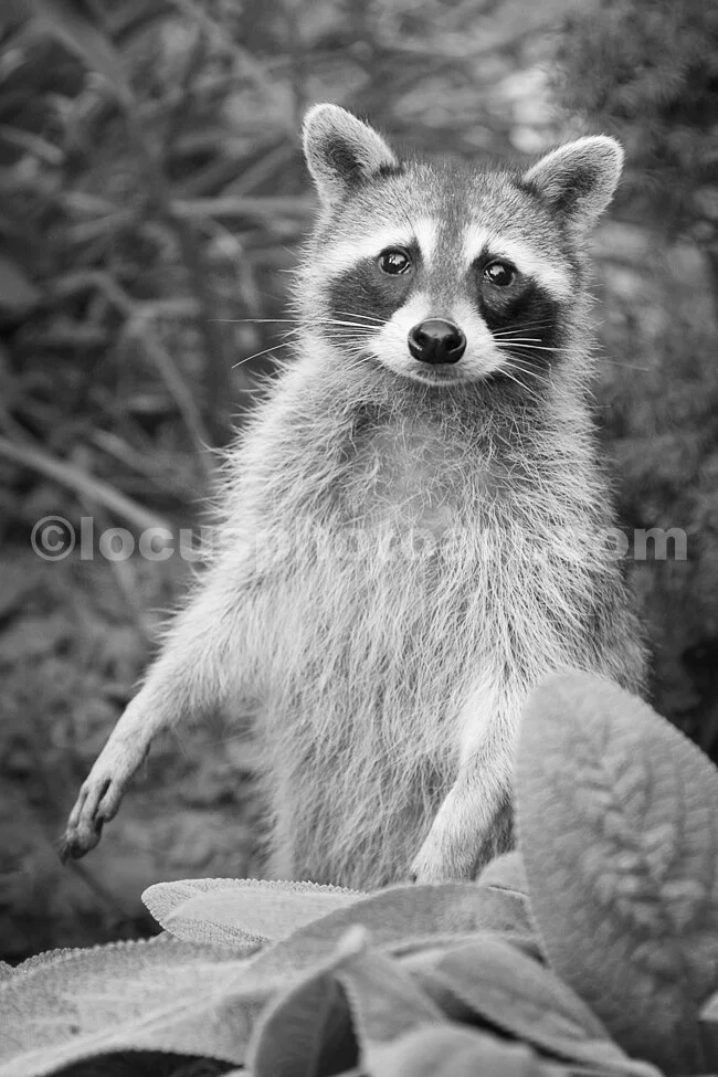 J15_Racoon_Standing_6695_BW.jpg