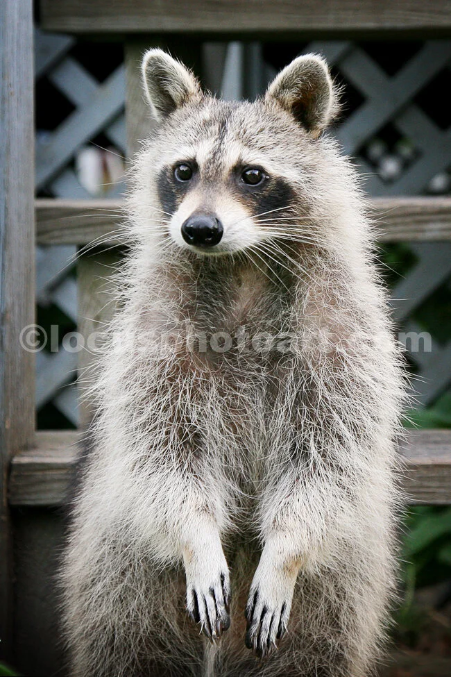 J15_Racoon_Standing_6643.jpg