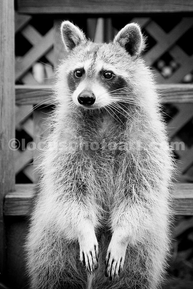 J15_Racoon_Standing_6643_BW.jpg