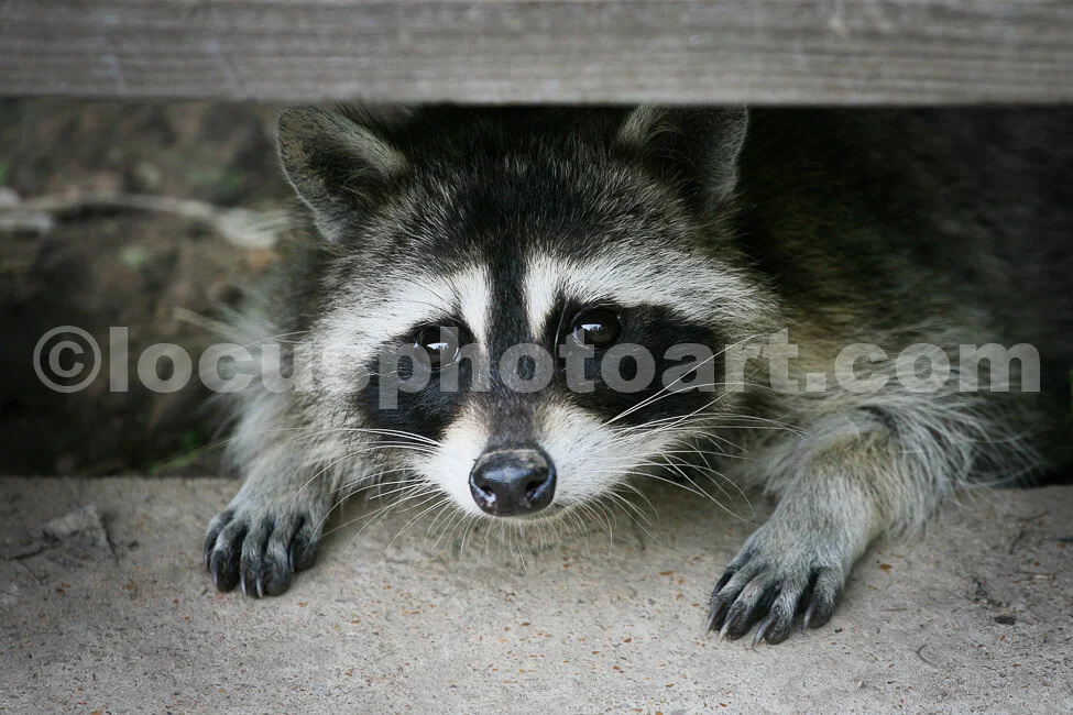 J15_Racoon_Sneaking_Under_Stairs_3110.jpg
