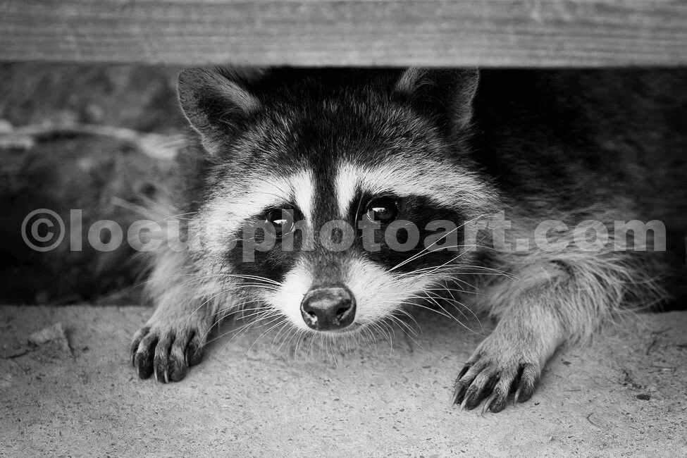 J15_Racoon_Sneaking_Under_Stairs_3110_BW.jpg