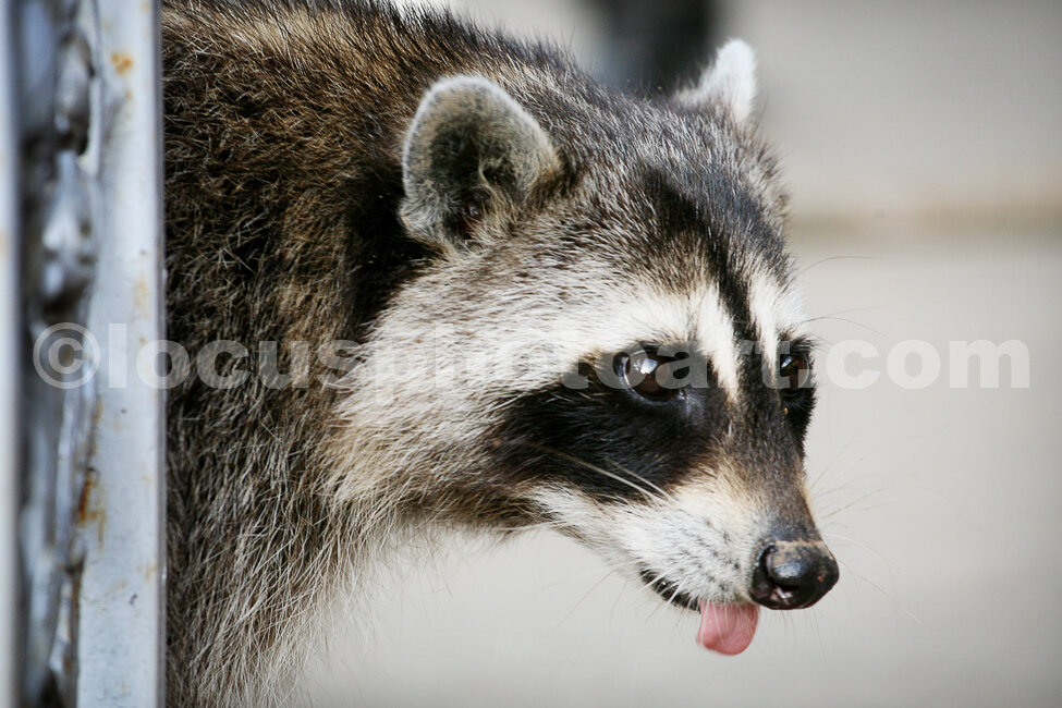 J15_Racoon_Raspberries_3117.jpg