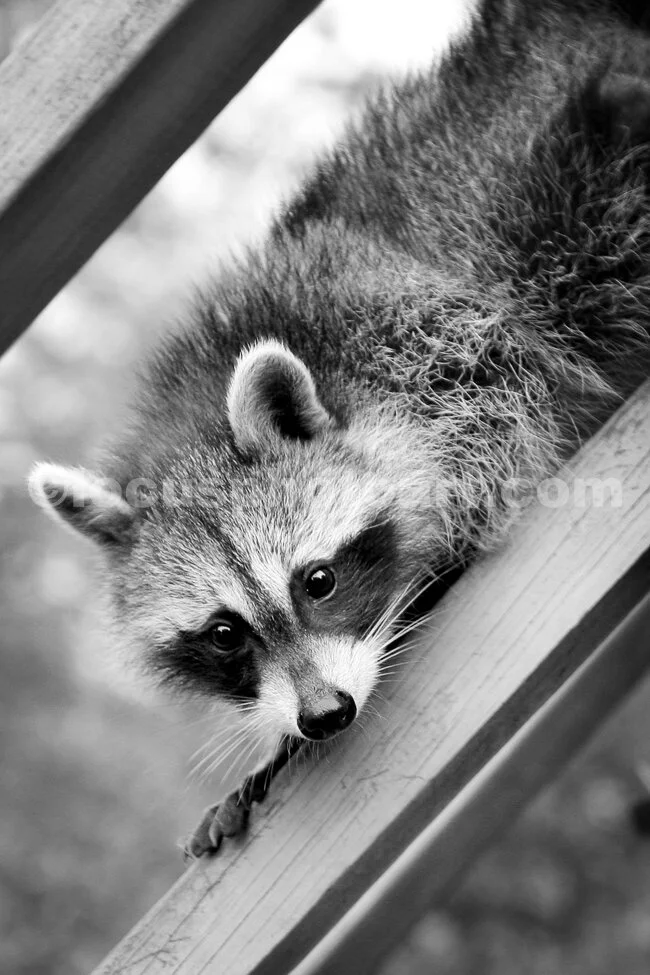 J15_Racoon_on_the_Downhill_9244_BW.jpg