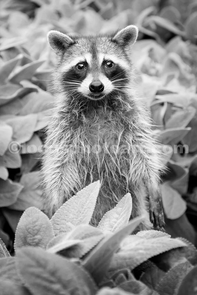 J15_Racoon_in_the_Lamb_s_Ear_9274_BW.jpg