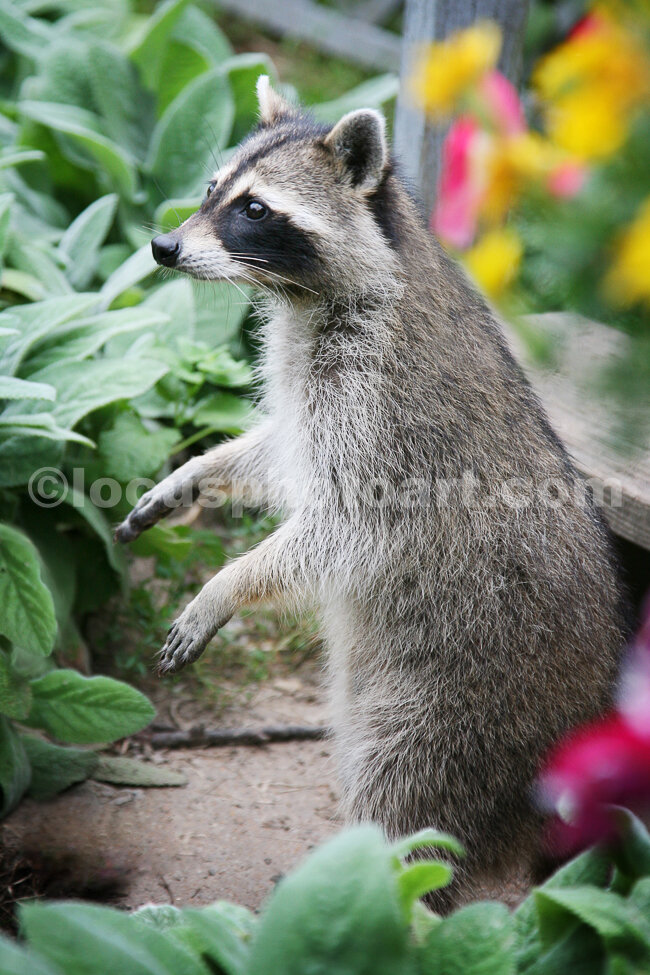 J15_Racoon_Begging_0375.jpg