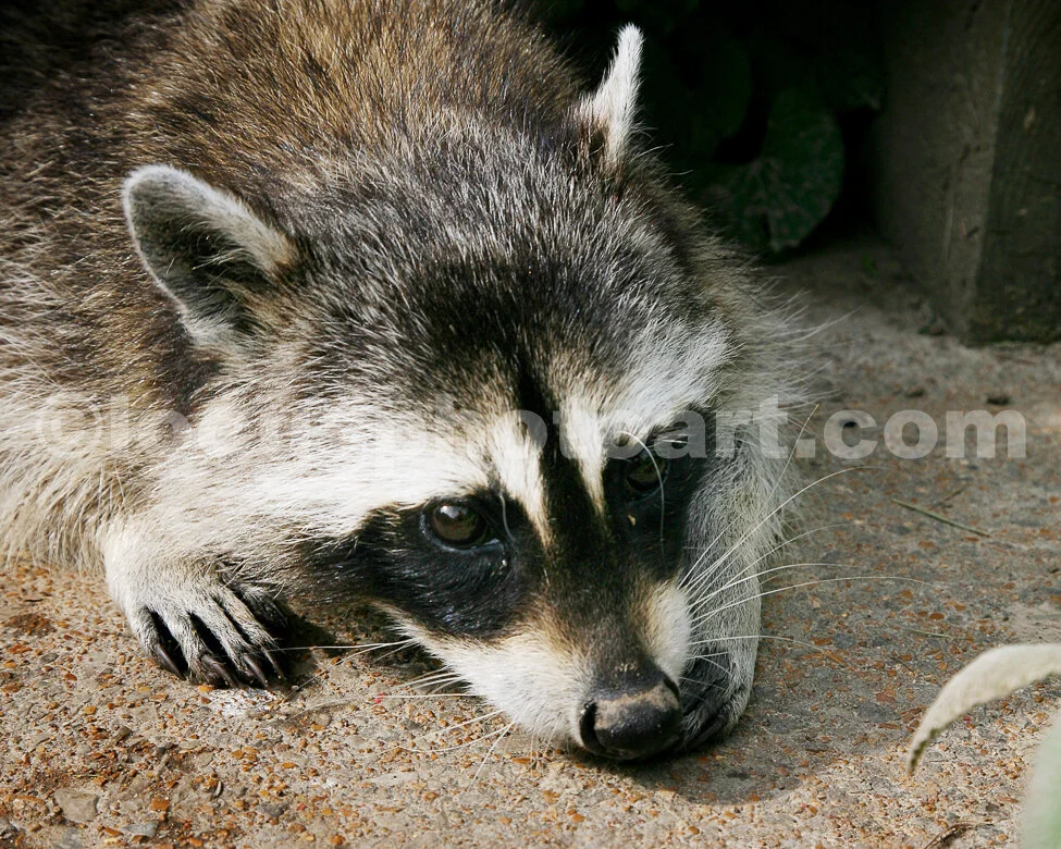 J15_Racoon_Anticipation_9956.jpg