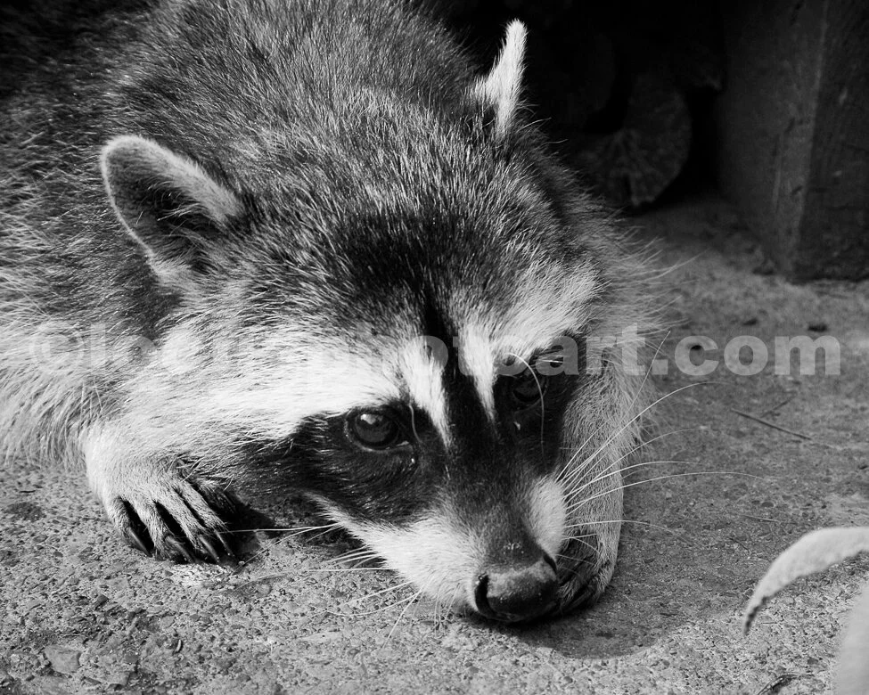J15_Racoon_Anticipation_9956_BW.jpg