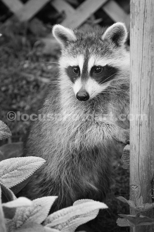 J15_Looking_for_a_Handout_9681_BW.jpg