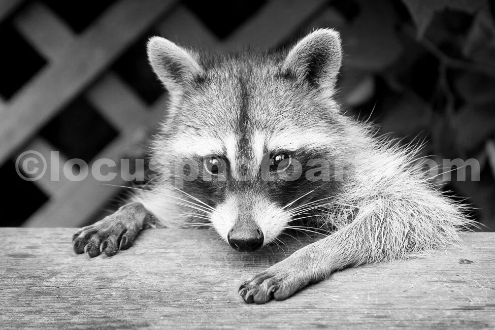 J15_Little_Beggar_9117_BW.jpg