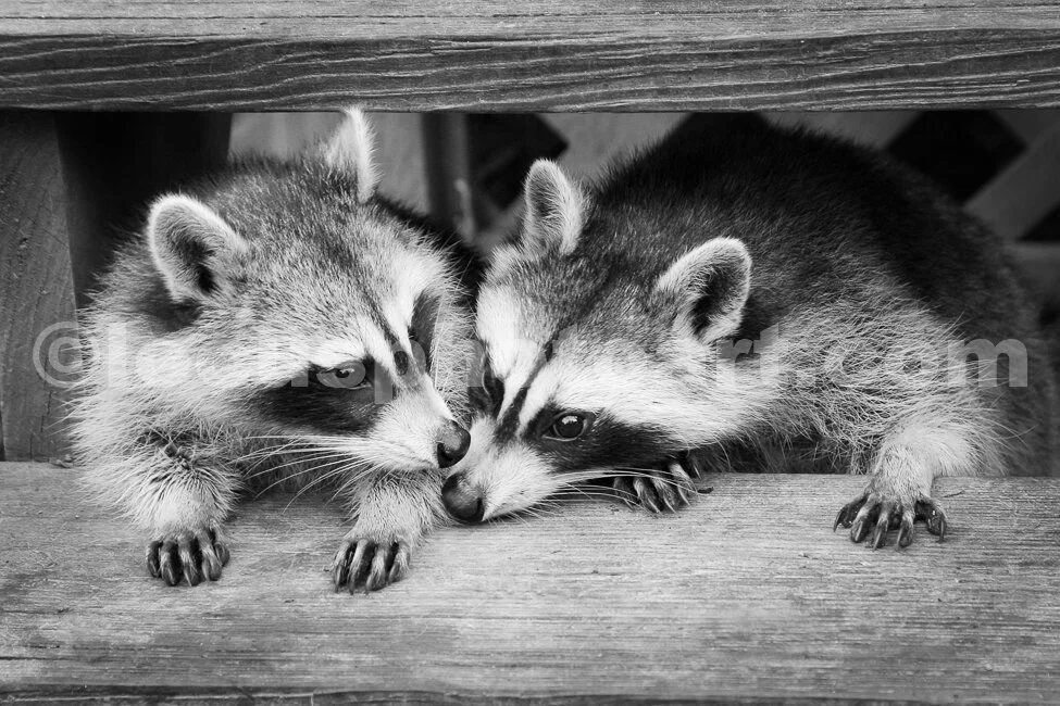 J15_Best_Buds_9671_BW.jpg