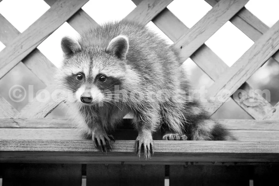J15_Baby_Racoon_on_the_Fence_9243_BW.jpg