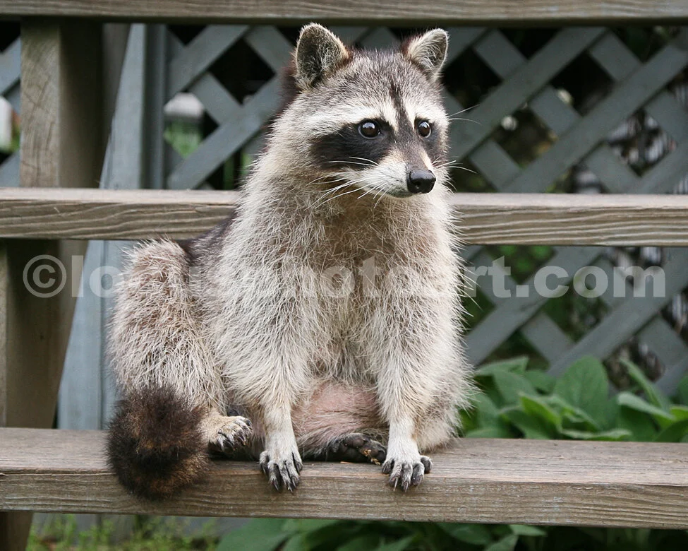 J13Sitting on the Stairs_6305cc.jpg