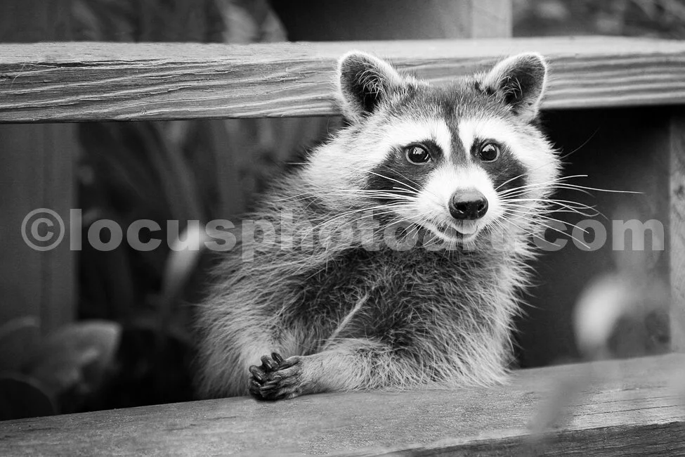 J11_Racoon_3354BW.jpg