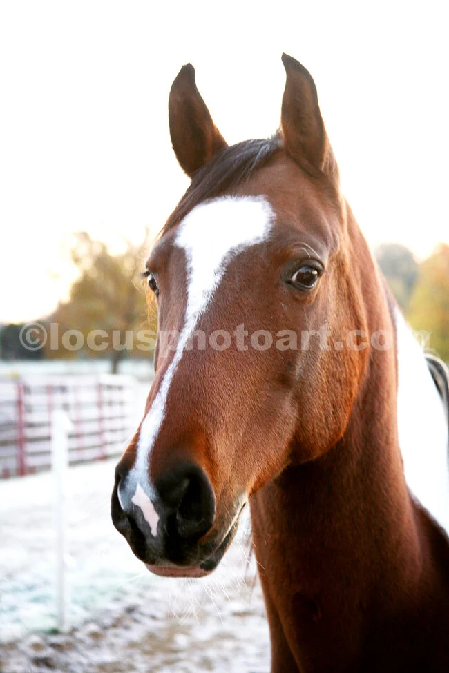 J14_Horse_0075_cc.jpg
