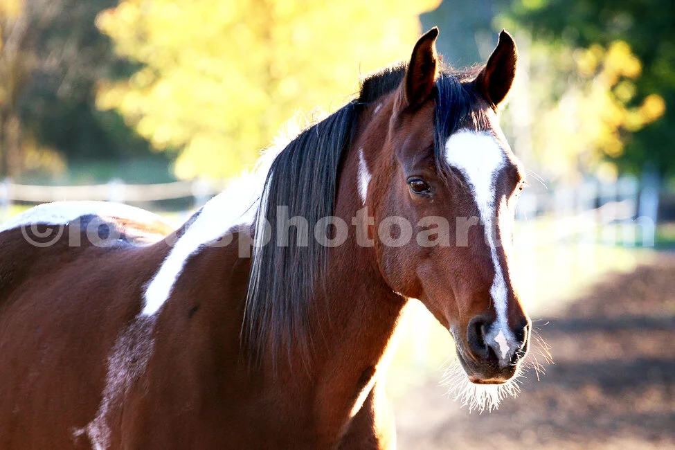 J14_Horse_4904_cc.jpg