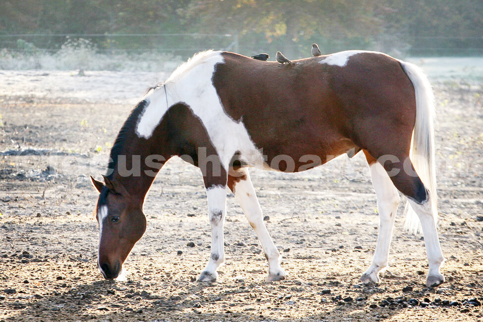 J14_Horse_5982_cc.jpg