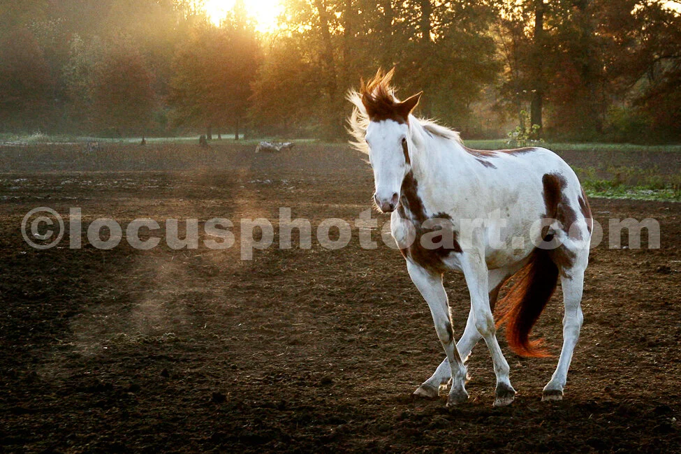 J14_Horse_8752_cc.jpg
