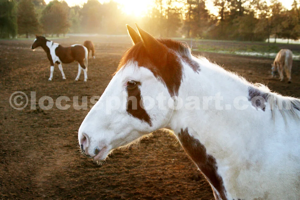 J14_Horses_8865_cc.jpg